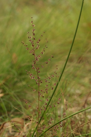Lomandra micrantha male